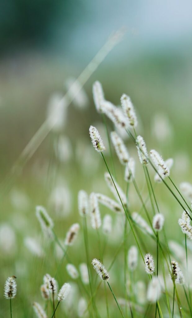 A serene scene of tall wild grasses gently swaying outdoors, capturing the essence of nature's calm.